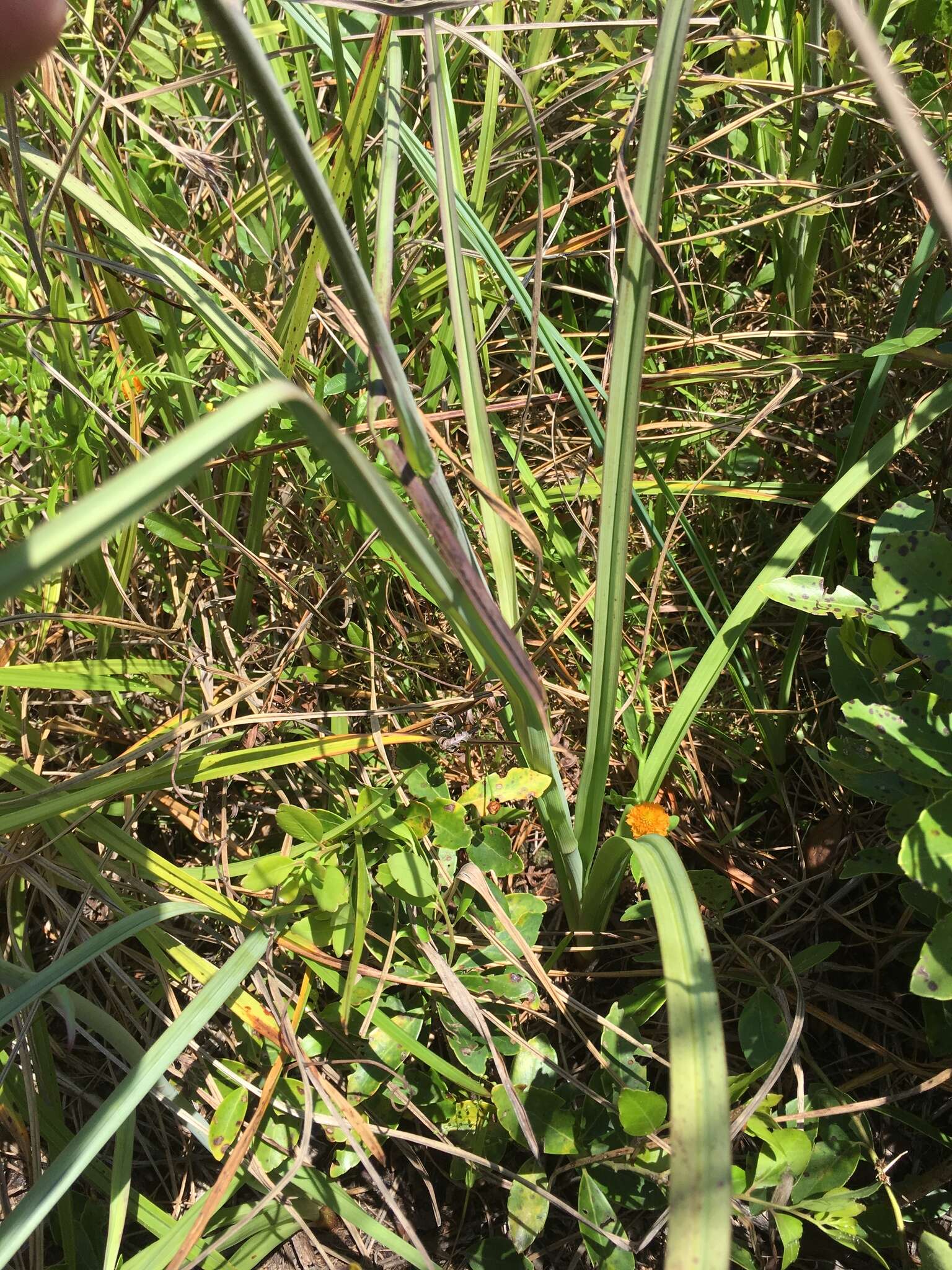 Image of Stenanthium densum (Desr.) Zomlefer & Judd