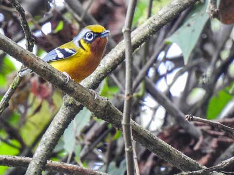 Image of Black-eared Shrike-Babbler