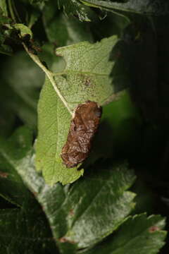 Image of Parornix anglicella (Stainton 1850)