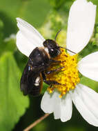 Image of Megachile cincturata Cockerell 1912