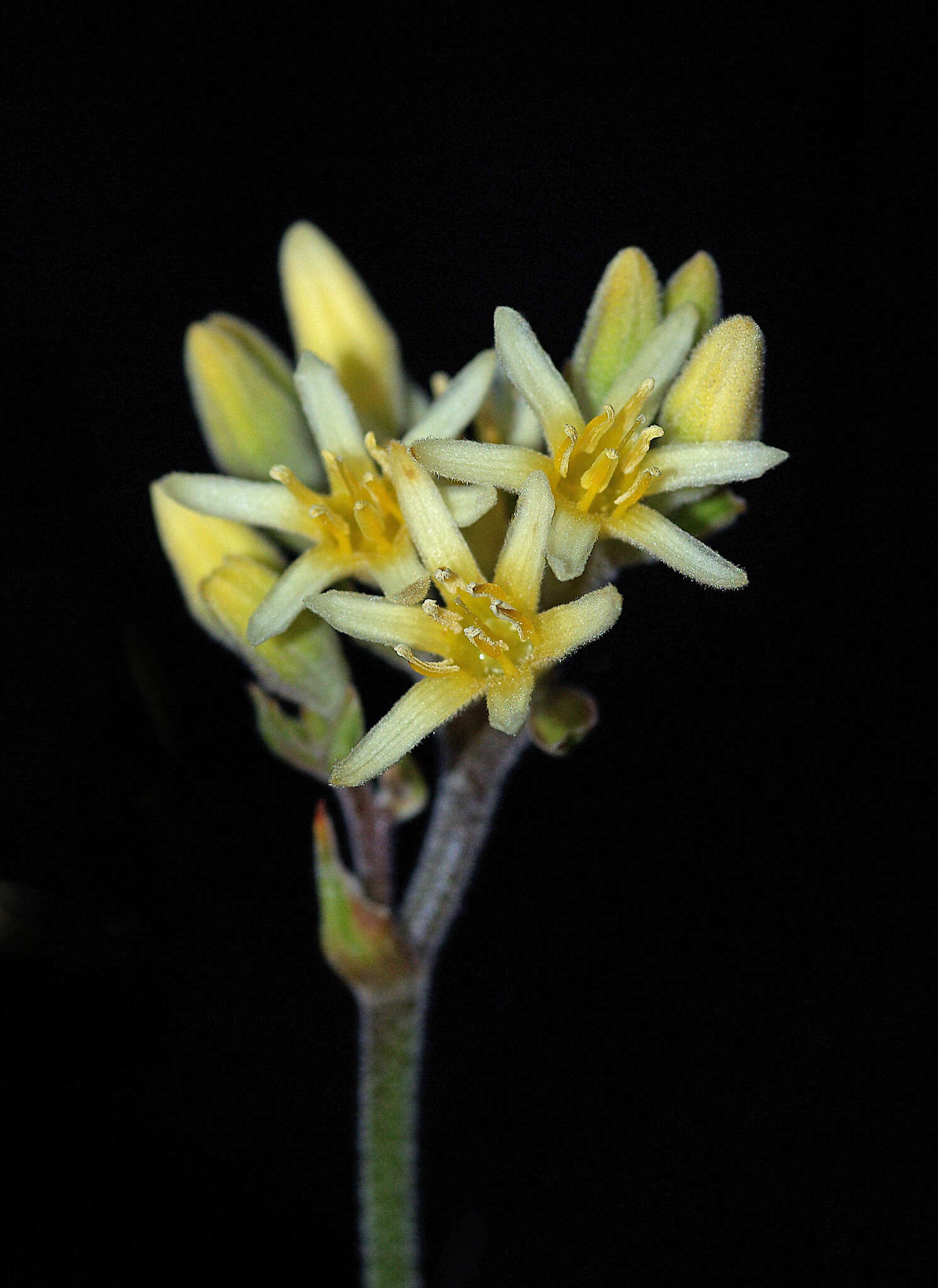 Image of Conostylis teretiuscula F. Muell.