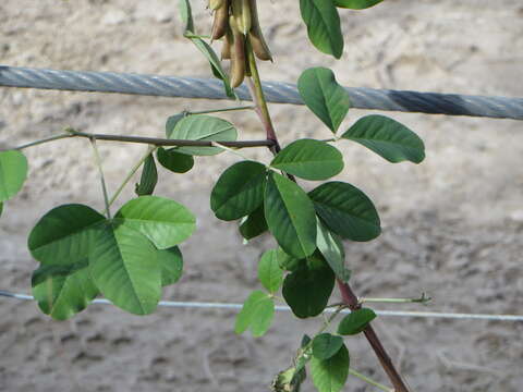 صورة Crotalaria pallida var. obovata (G. Don) Polhill