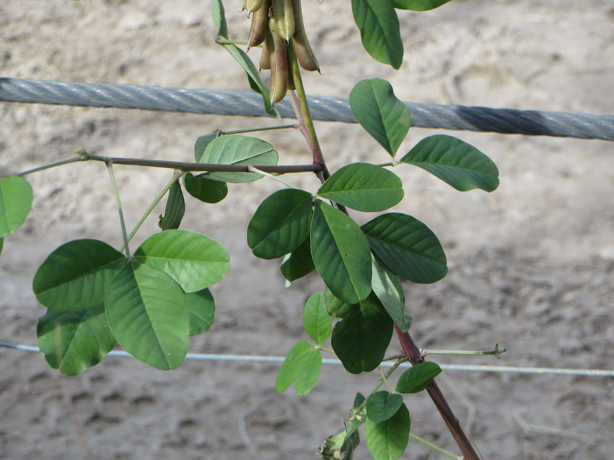 Image of smooth rattlebox