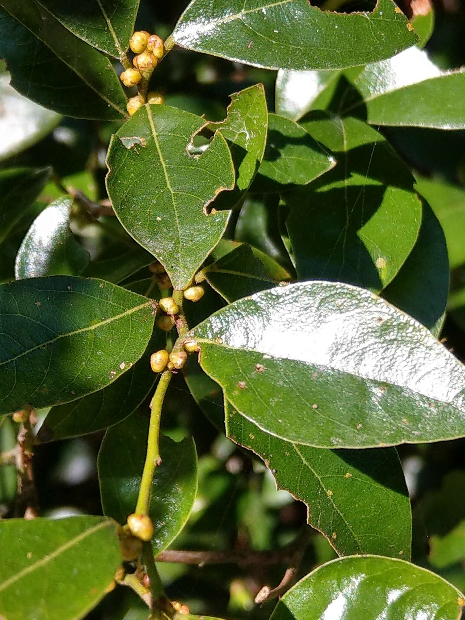 Image of Lindera akoensis Hayata