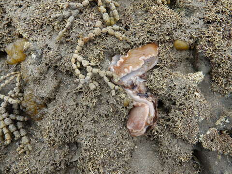 Image of Dendrodoris krusensternii (Gray 1850)