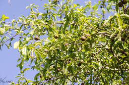 Image of Sarcomphalus mexicanus (Rose) Hauenschild