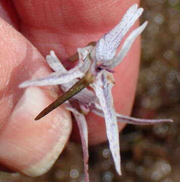 Image of Disa biflora (L.) Druce