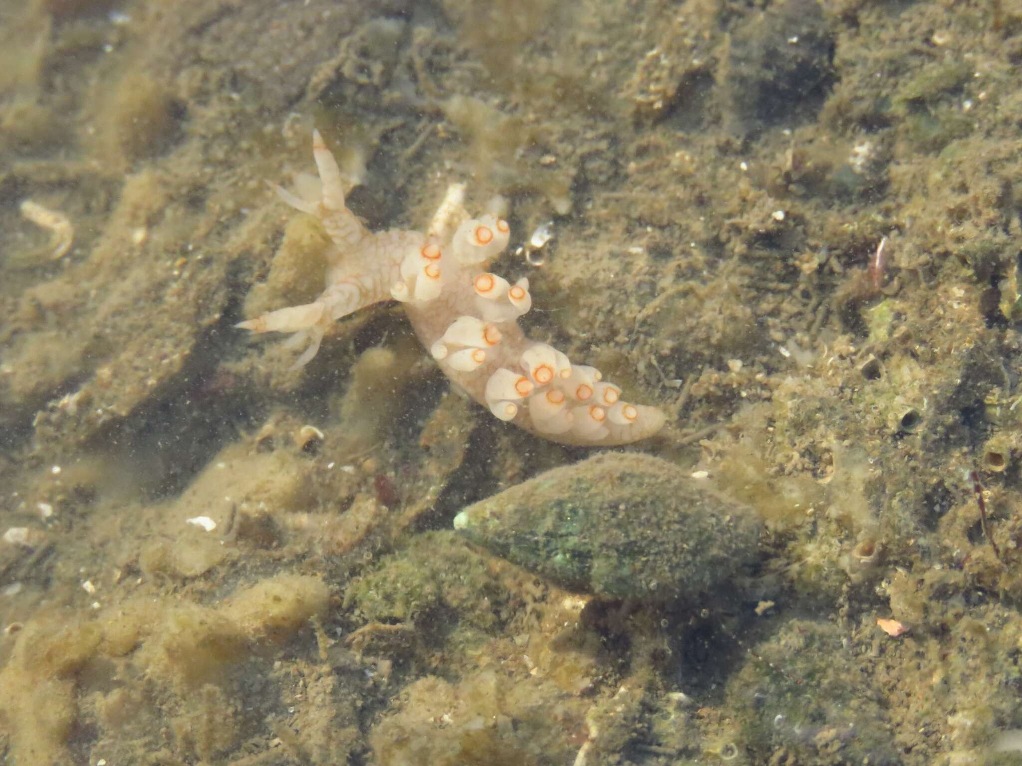 Image of Bornella stellifera (A. Adams & Reeve)