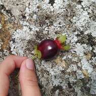 Image de Eugenia involucrata DC.