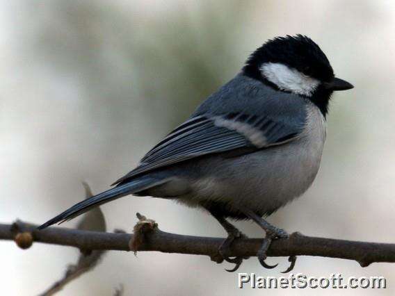 Imagem de Parus cinereus Vieillot 1818