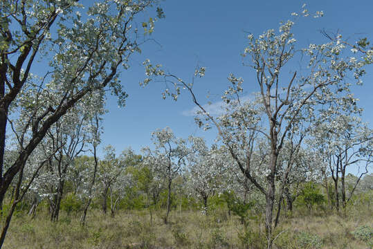 Image of Eucalyptus shirleyi Maiden