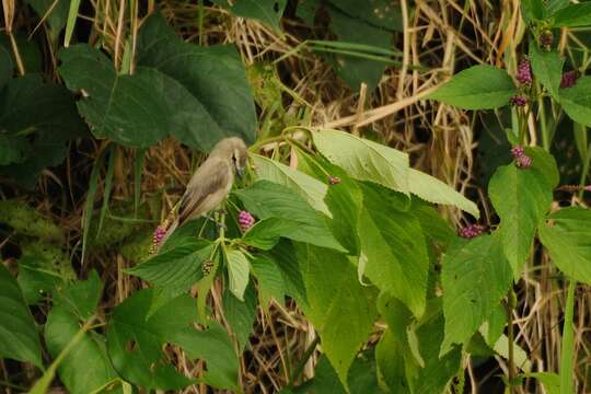 Ochthornis Sclater & PL 1888的圖片