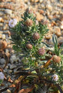 Image of short-rayed alkali aster