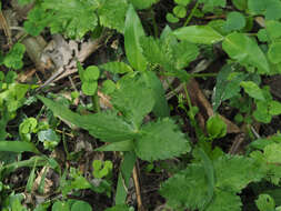 Image of Japanese honewort