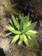 Image of Agave ghiesbreghtii Verschaff.