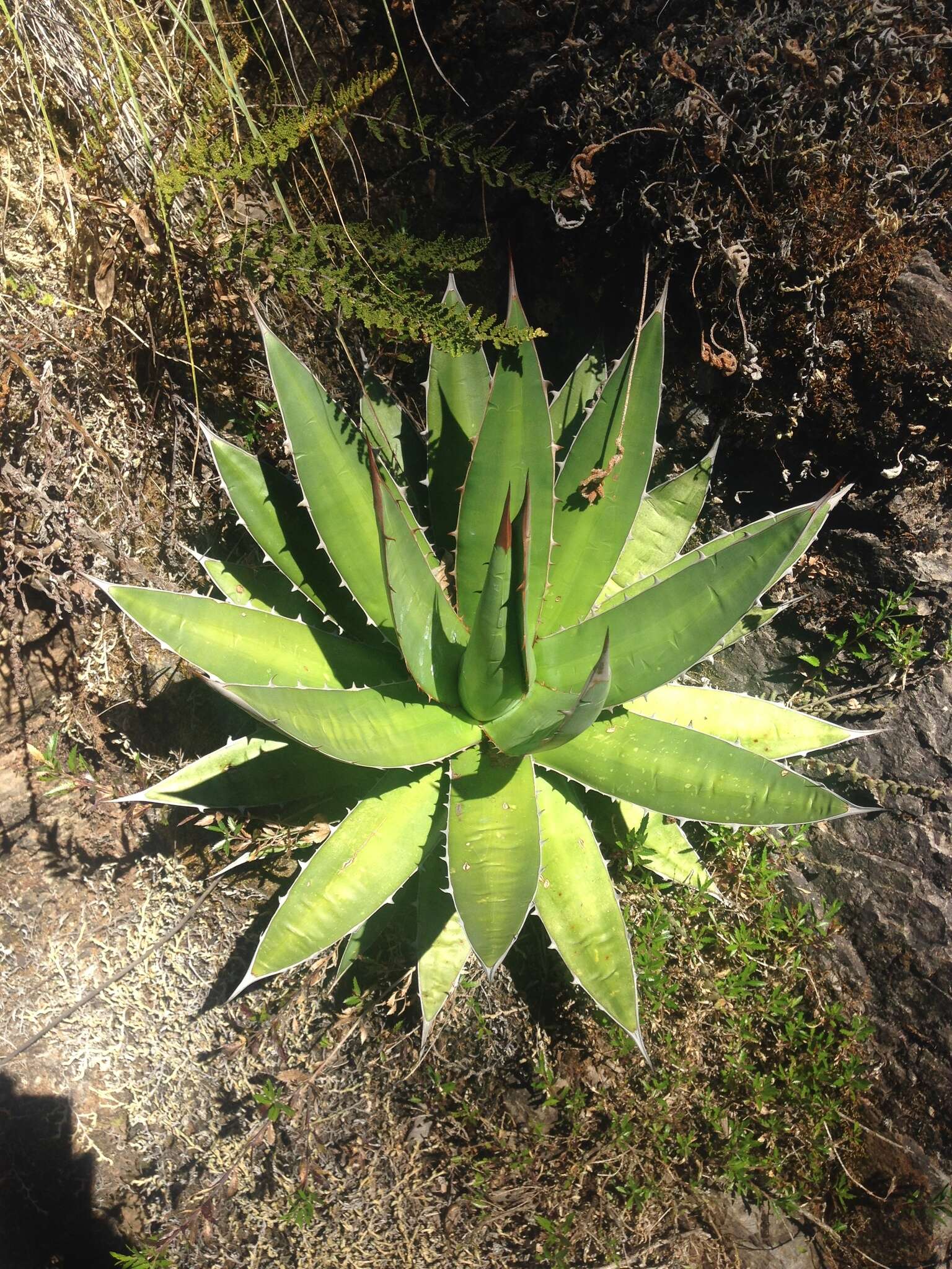 Sivun Agave ghiesbreghtii Verschaff. kuva