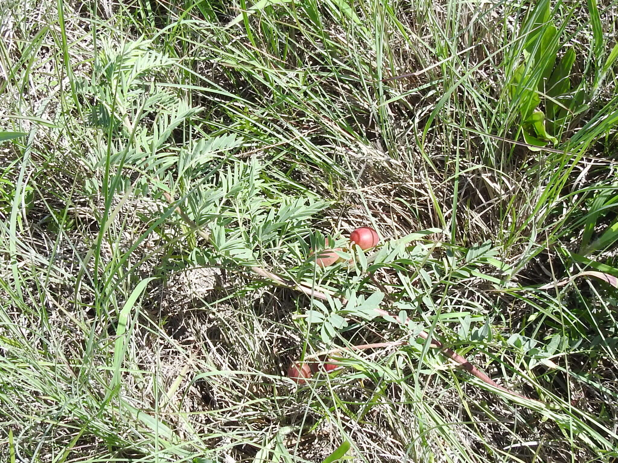 Sivun Astragalus crassicarpus Nutt. kuva