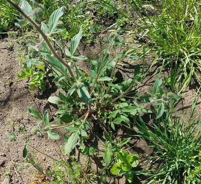 Phacelia heterophylla var. virgata (Greene) R. D. Dorn的圖片