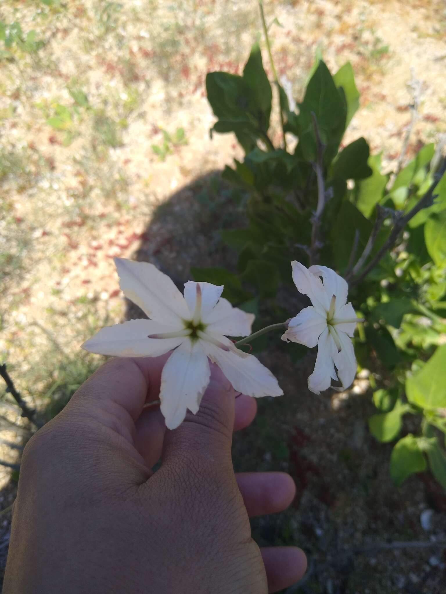 Image of Leucocoryne appendiculata Phil.