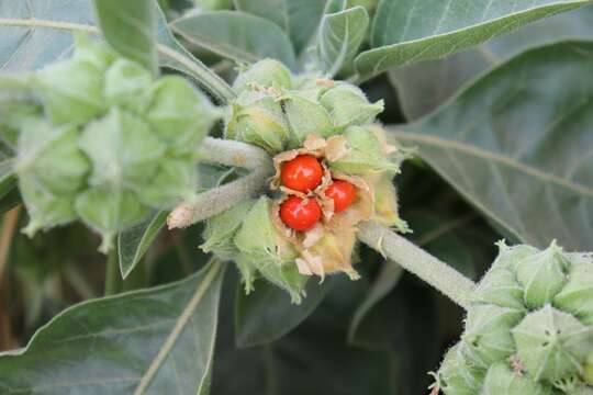 Image of Withania somnifera subsp. obtusifolia (Tackh.) S. Abedin, M. A. Al-Yahya, S. A. Chaudhary & J. S. Mossa