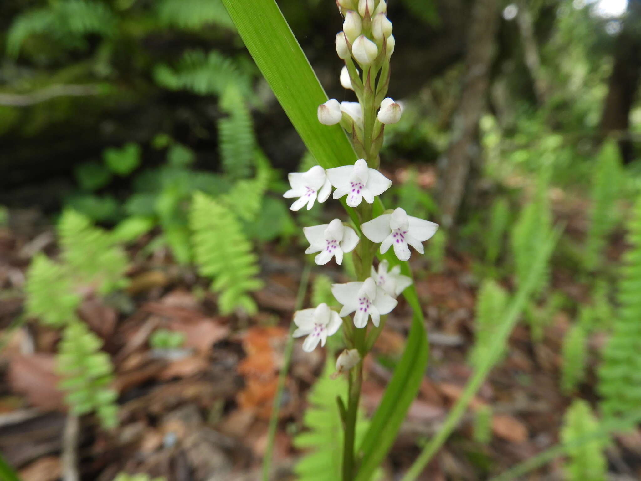 Imagem de Cynorkis debilis (Hook. fil.) Summerh.