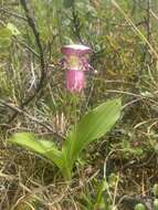 Image of hybrid ladyslipper