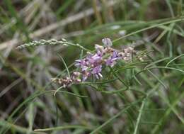 Sivun Astragalus gracilis Nutt. kuva