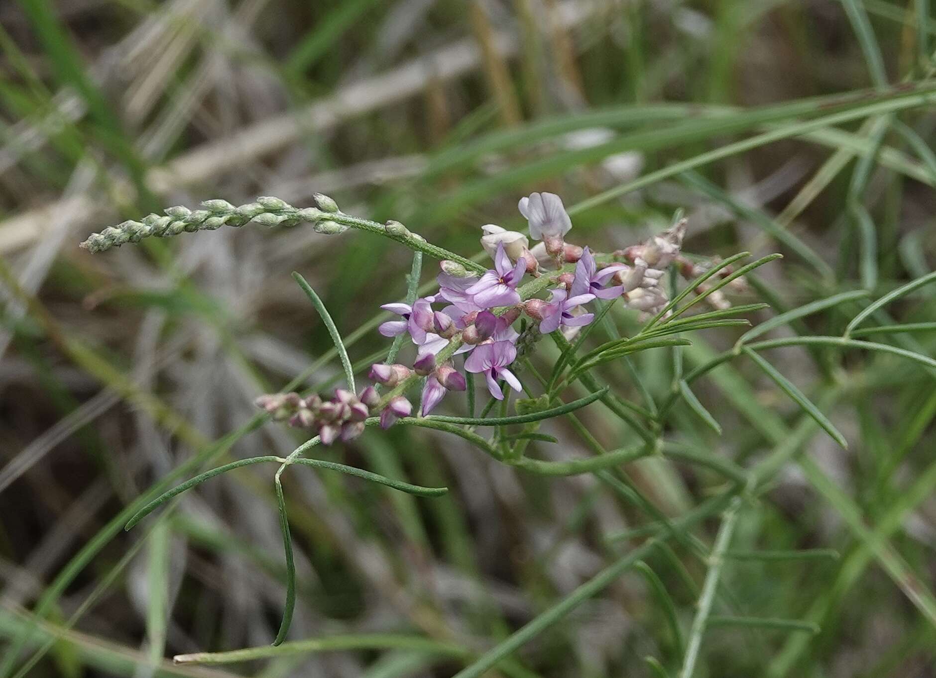 Sivun Astragalus gracilis Nutt. kuva