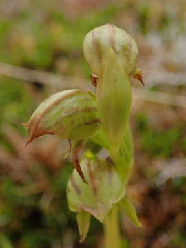 Image of Waireia stenopetala (Hook. fil.) D. L. Jones, M. A. Clem. & Molloy