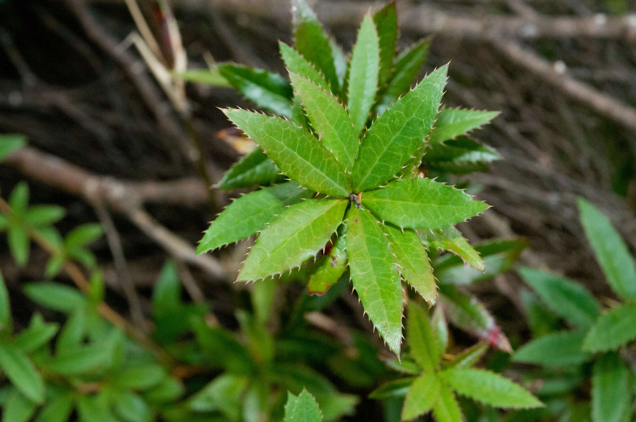 Image of Berberis pengii C. C. Yu & K. F. Chung