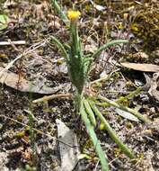 Image of Podotheca angustifolia (Labill.) Less.