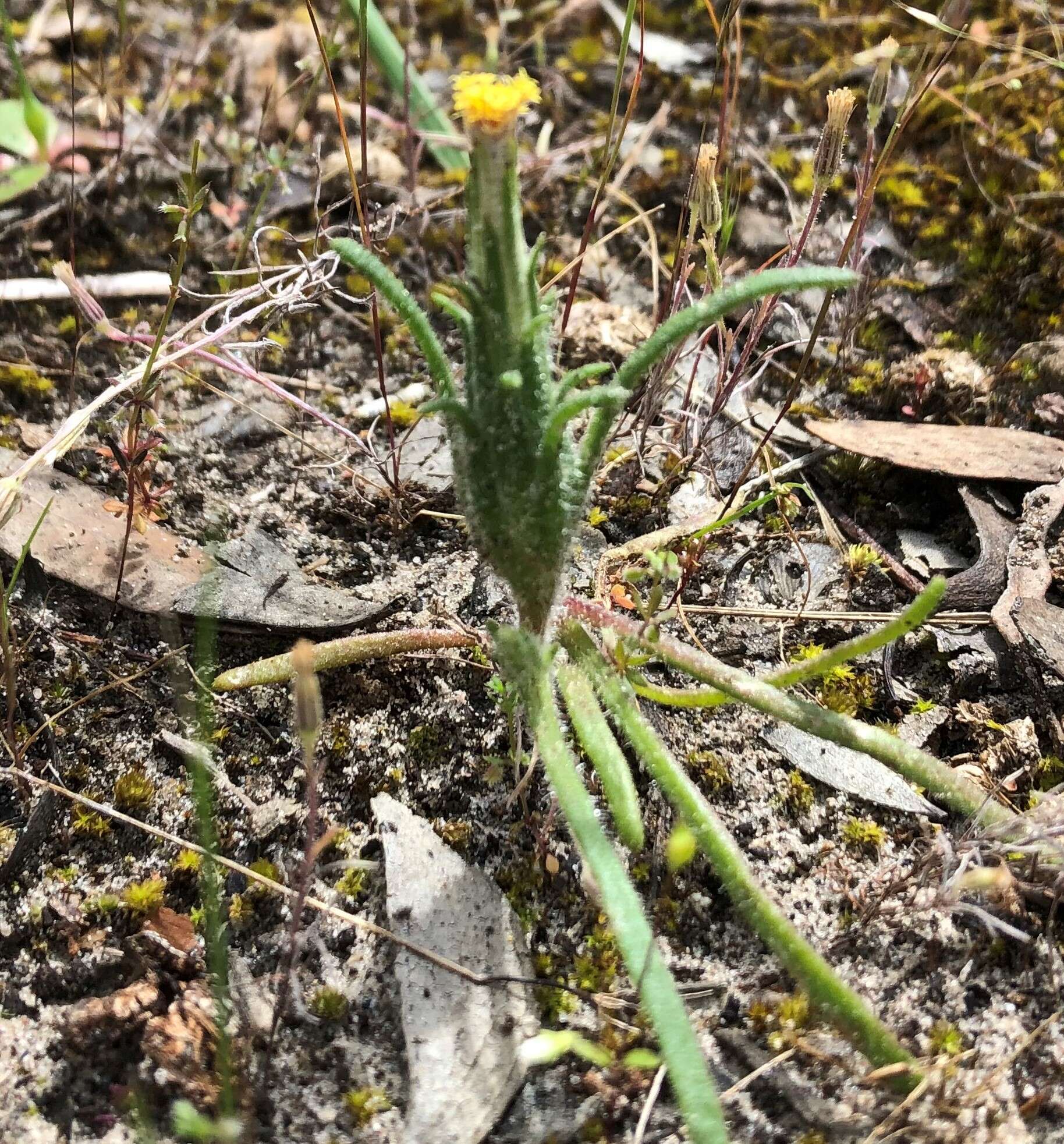 Image of Podotheca angustifolia (Labill.) Less.