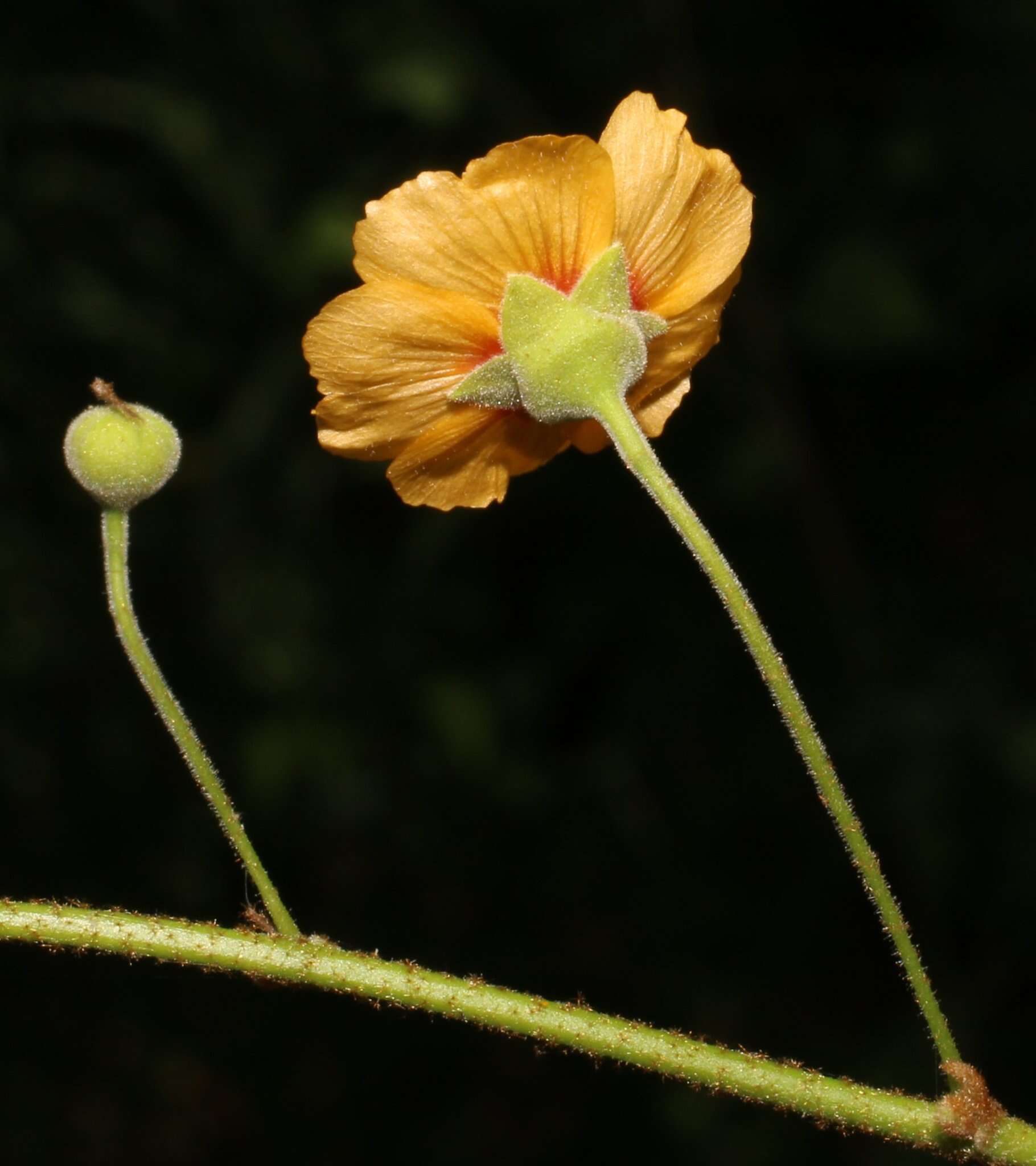 Image de Wissadula parvifolia Fryxell