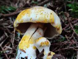 Imagem de Cortinarius rubicundulus (Rea) A. Pearson 1946