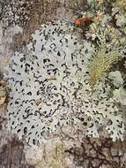 Image of hypotrachyna lichen