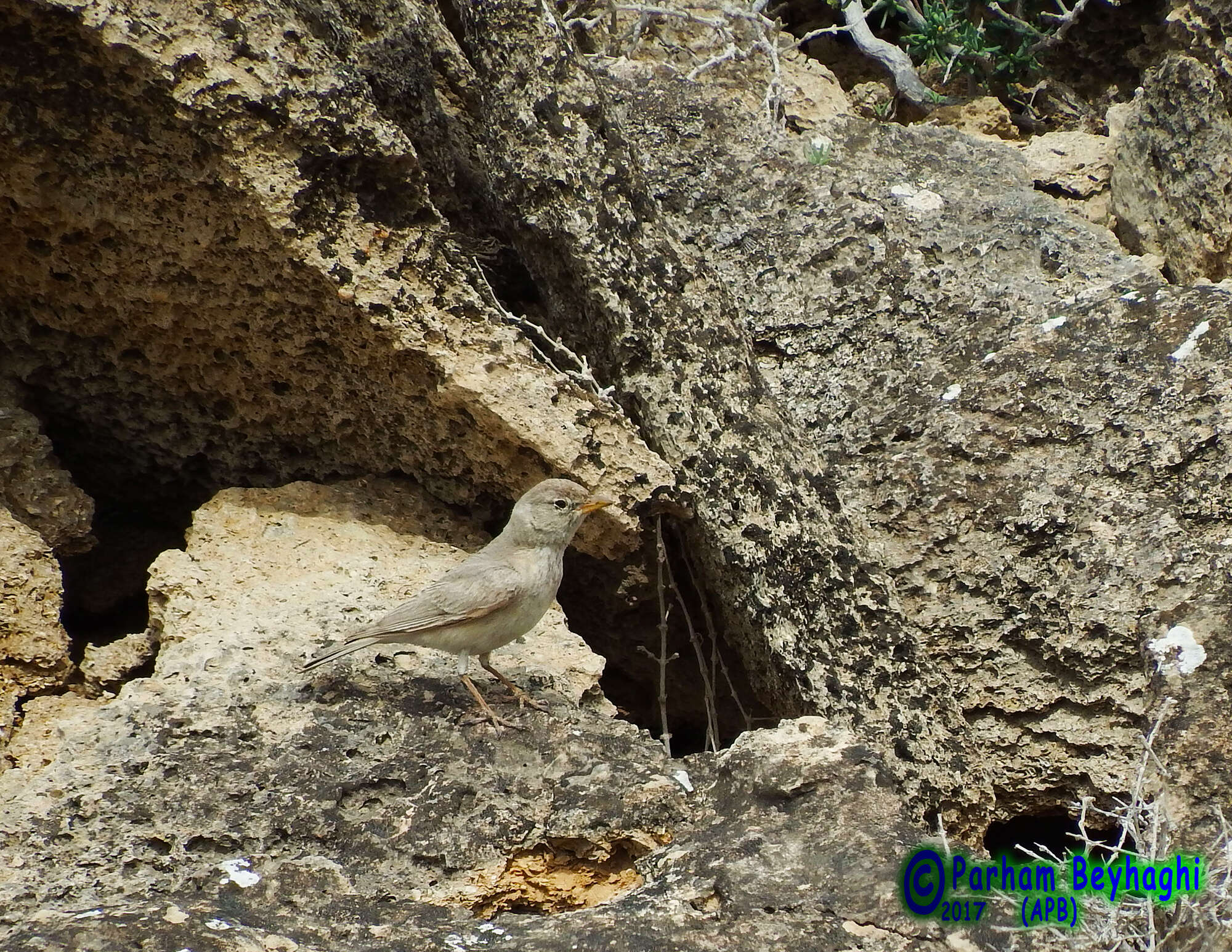 Image of Desert Lark