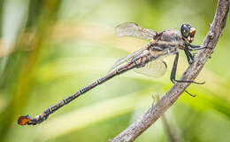 Image of Coastal Petaltail