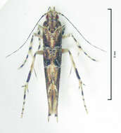 Image of cosmet moth