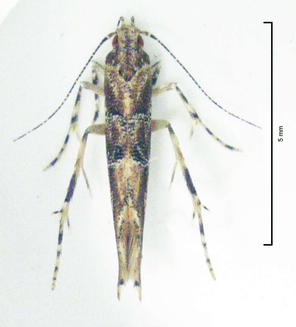 Image of cosmet moth