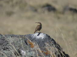 Image of Buff-breasted Earthcreeper