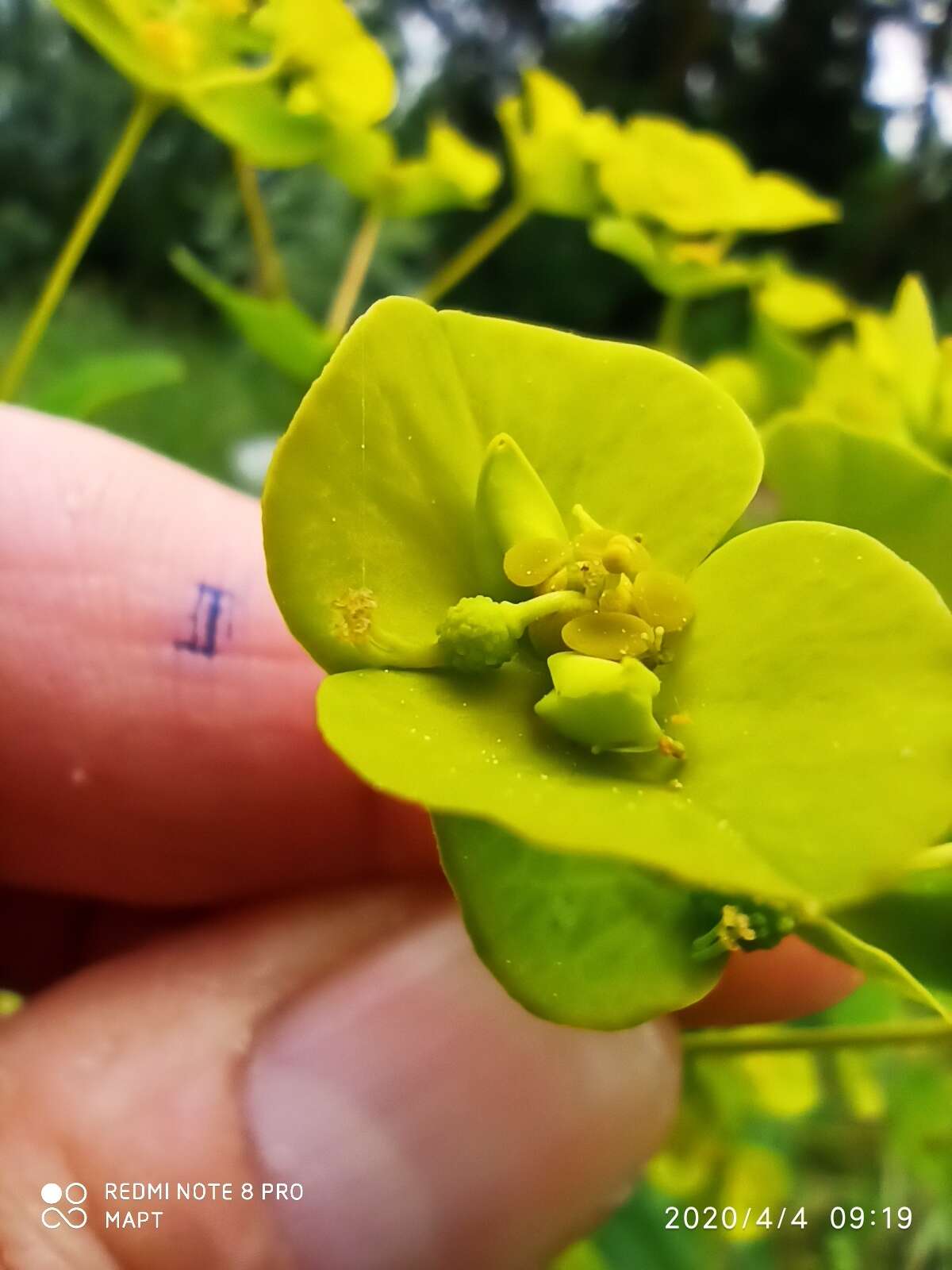 Image of Euphorbia paniculata Desf.