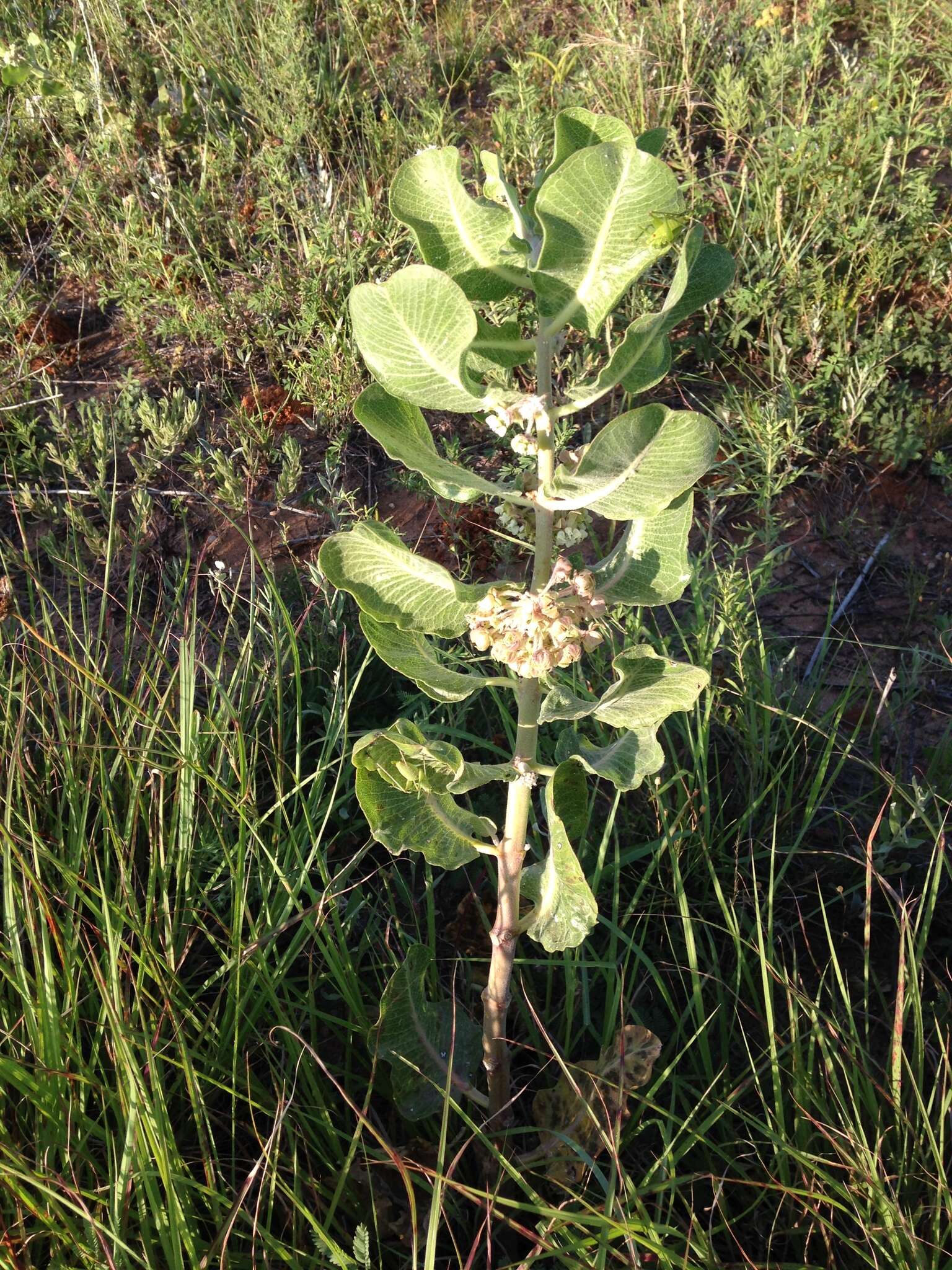 Imagem de Asclepias arenaria Torr.