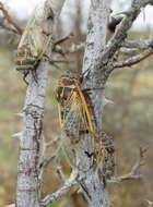 Image de Psalmocharias querula (Pallas 1773)