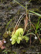 Image of Pinguicula emarginata S. Z. Ruiz & J. Rzedowski