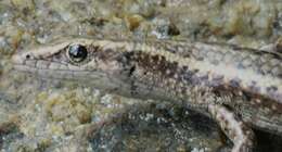 Image of Coastal snake-eyed skink