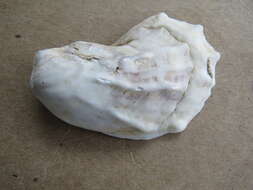 Image of Oyster