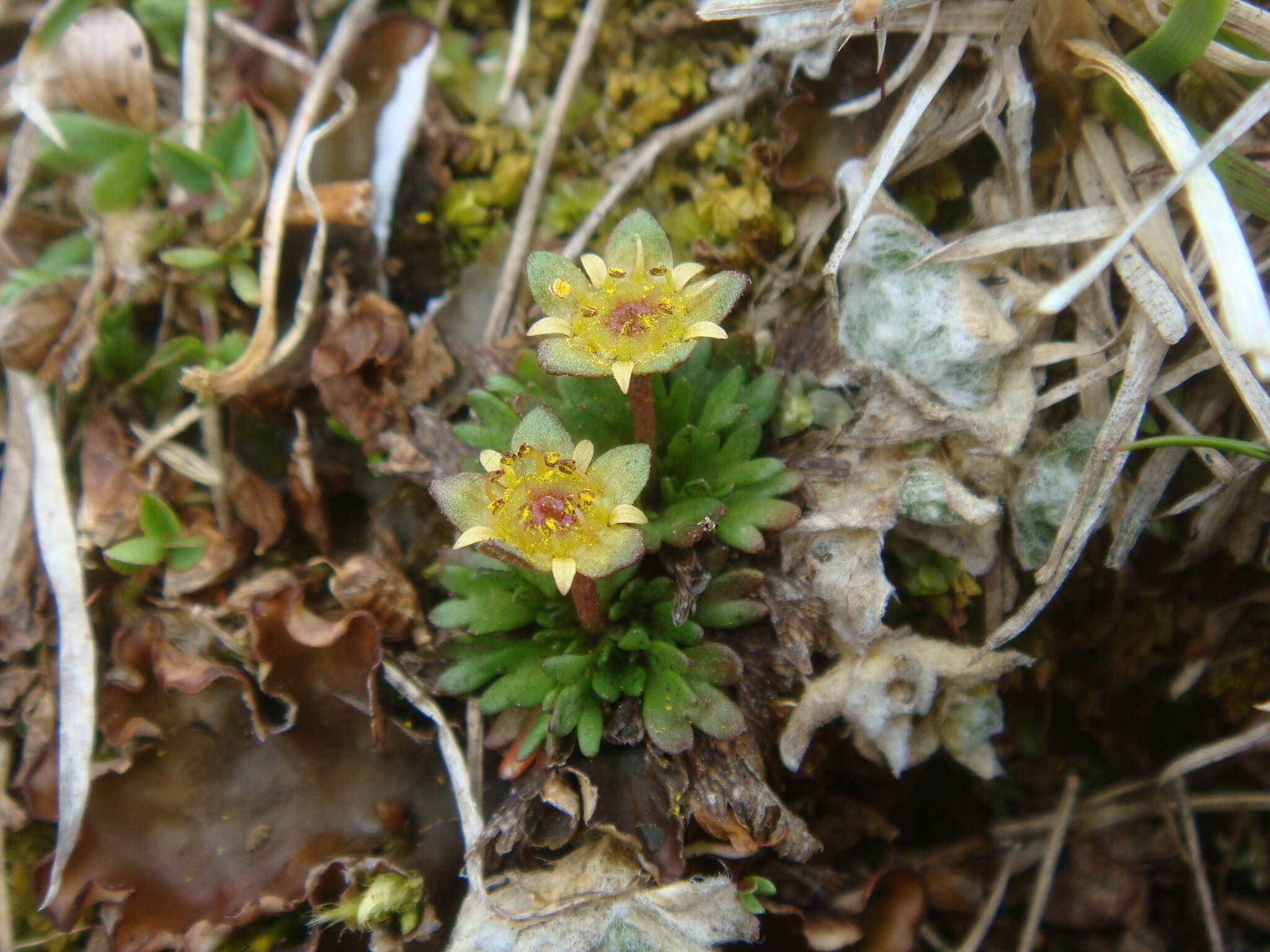 Image of Saxifraga styriaca Köckinger