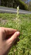 Image of Italian Rye Grass