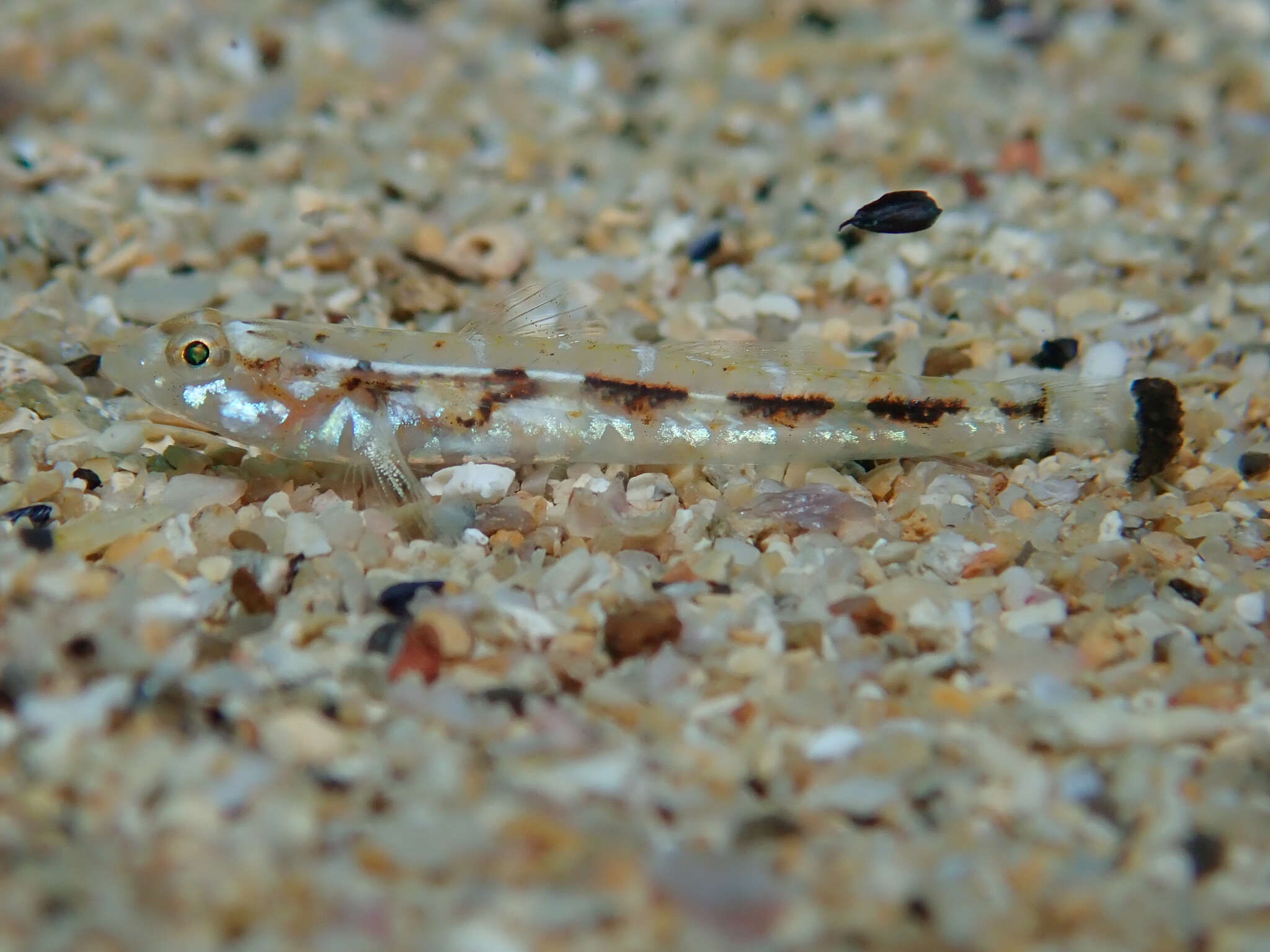 Image of Bath's goby