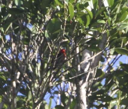 Image of Scarlet Honeyeater